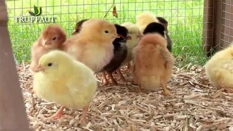 Comment élever des poussins Jardinerie Truffaut TV Poulailler