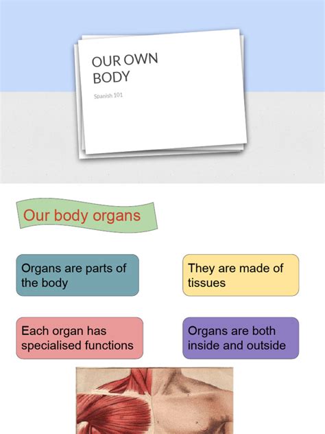 Organ System | PDF