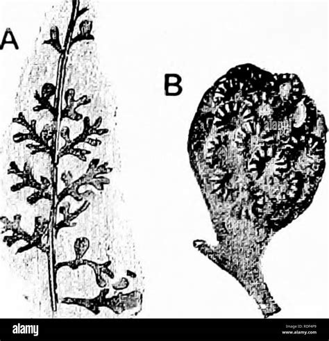 Fossil Plants For Students Of Botany And Geology Paleobotany 370