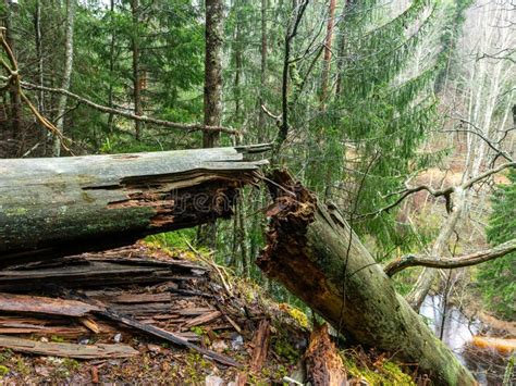 Landschap Met Oude En Gebroken Boom Op De Hoge Oever Van De Rivier