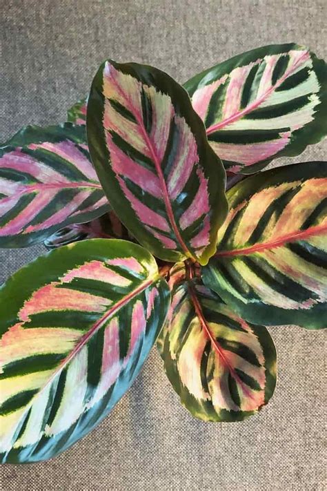 Calathea Rosy Care (Roseopicta): The Ultimate Guide