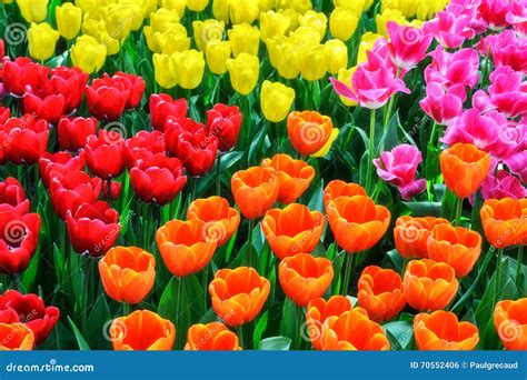 Flower Bed With Multicolor Tulips Stock Photo Image Of Detail Green