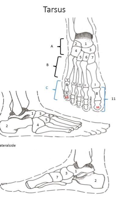 Tarsus Diagram Quizlet
