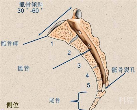 骶尾椎解剖图x线 千图网