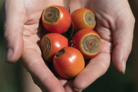 Blütenendfäule bei Tomaten erkennen behandeln Pflanzen Kölle