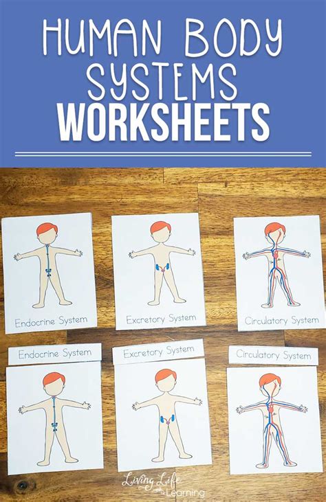 Human Body Systems Worksheets for Kids