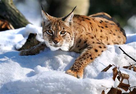 Awesome Animal Fact - Wandering Lynxes - Stan C. Smith