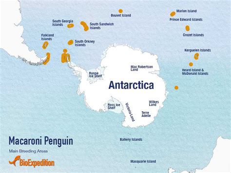 Macaroni Penguin - BioExpedition