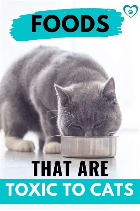 6 Types Of Foods Toxic To Cats Cat Care Tips From A Vet Artofit