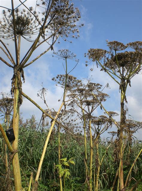 Riesen B Renklau Heracleum Mantegazzianum A Herkules Flickr