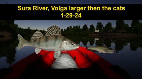 Russian Fishing 4 Sura River Volga Zanders Larger Then The Cats 1 29