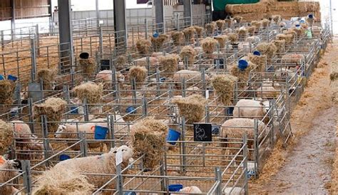 Creating The Best And Reliable Sheep Shed Design Right Start Go Get