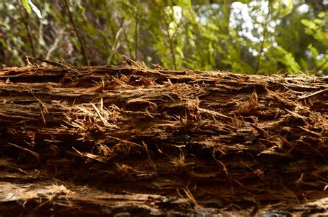 Redwood Forest Tree Royalty-Free Stock Photo