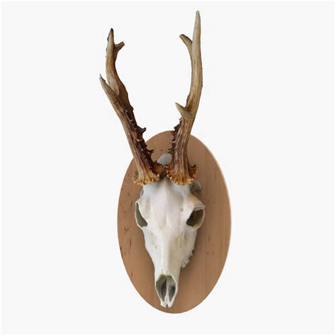 Deer Skull 3d Models For Download Turbosquid