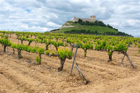 Las 10 Mejores Bodegas De La Ribera Del Duero