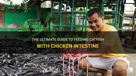 The Ultimate Guide To Feeding Catfish With Chicken Intestine Petshun