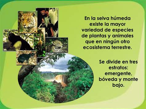 Vegetación y Fauna Selva húmeda ppt descargar