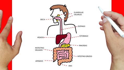 Digestion Dibujo Porn Sex Picture