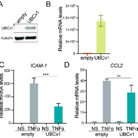 Ubcv Downregulated The Expression Of Nf Kb Dependent Genes A Empty