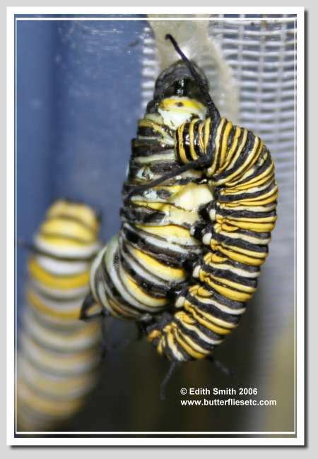 Caterpillar Cannibalism UPDATE: Monarch butterfly caterpillar eats ...