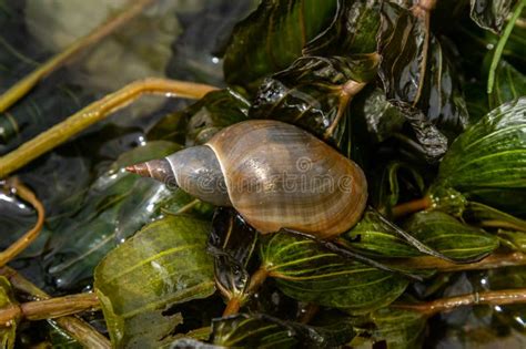 Lymnaea Great Pond Snail Lymnaea Stagnalis Air Breathing Freshwater Snail An Aquatic