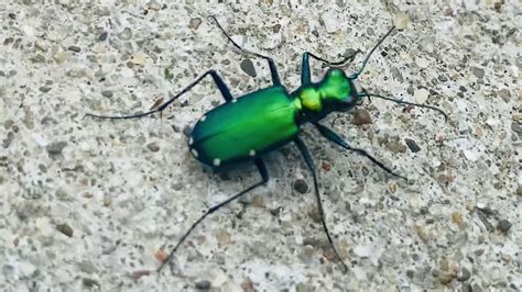 Six Spotted Tiger Beetle