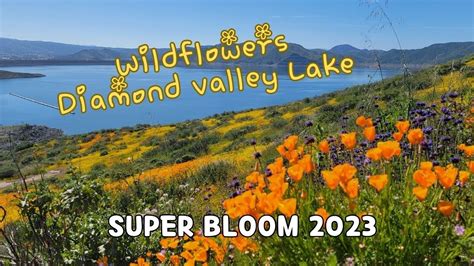 Super Bloom 2023 Diamond Valley Lake Wildflower Youtube