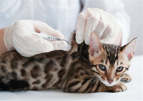 Pancreatitis in Cats: Symptoms, Causes, Diagnosis, Treatment, Prognosis