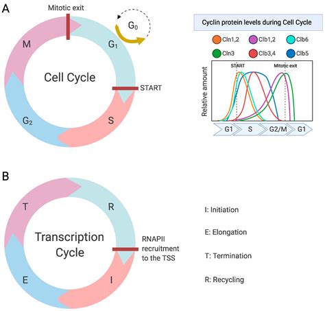 IJMS Free Full Text Cell Cycle Dependent Transcription The Cyclin