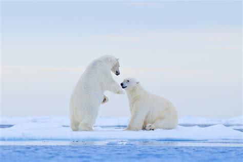 Polar Bear | Destination Nunavut