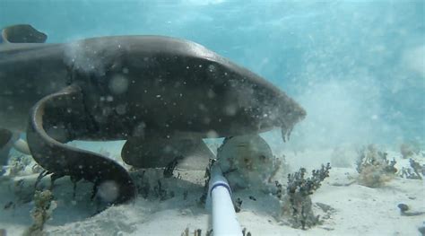 Rare “Walking” Feeding Behavior Recorded in Nurse Sharks - Beneath The ...