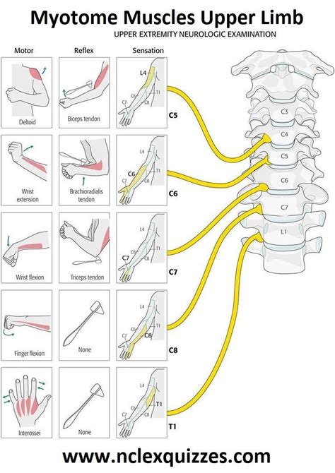 Myotome Muscles Upper Limb Neurological Examination - StudyPK ...