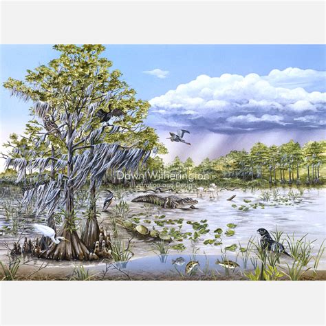 Florida Wetlands Drawnbydawn