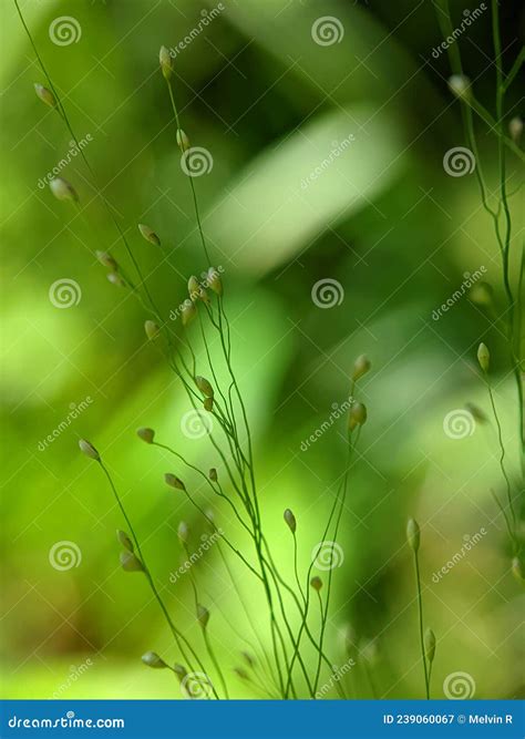 Closeup Of Grass Plants Beautiful And Unique Grass Flowers Stock Image Image Of Green Build