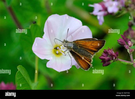 Small Skipper Thymelicus Sylvestris Butterfly Feeding On Lesser