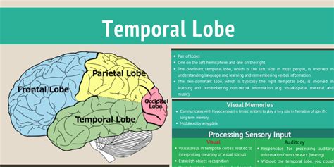 Temporal Lobe by Robert Beier - Infogram