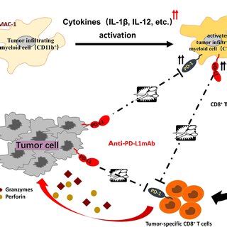 AP BG With Blockade Of The PD 1 PD L1 Pathway Enhanced The Cell