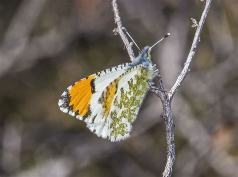 Butterfly Species In Utah Insectic