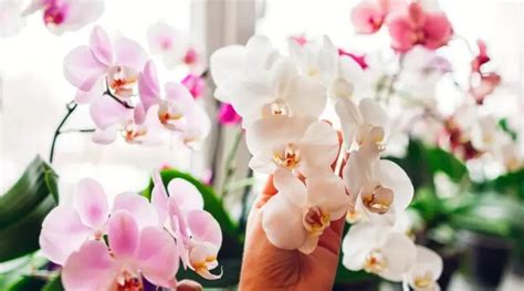 Comment Faire Refleurir Une Orchid E D Couvrez Comment Facilement