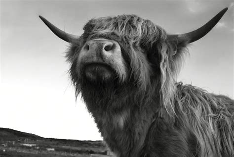 Free Highland Cow Stock Photo - FreeImages.com