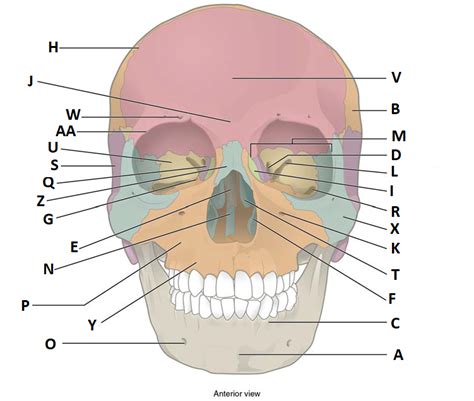 Anterior View Of Skull Diagram Quizlet