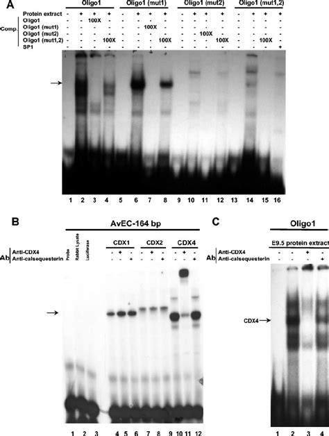 In Vivo Detection Of Cdx Protein Binding To Oligo Sequence A Emsa