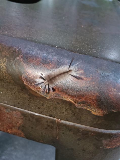 Found this cute caterpillar at a zoo in Columbia, SC : r/whatsthisbug