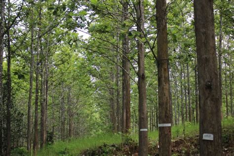 Penjarangan Hutan Tanaman Jati – Pengelolaan Hutan Jati Lestari