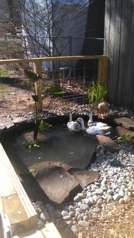 Chicken Garden Backyard Chicken Coops Chicken Farm Backyard Ducks