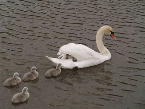 Swan And Cygnets Derek Harper Geograph Britain And Ireland