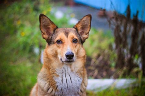 Husky Mix Breeds - Complete Guide To The Top Husky Crosses - Animal Corner