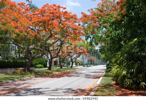 Royal Poincianalined Street Naples Florida Stock Photo (Edit Now) 59482945