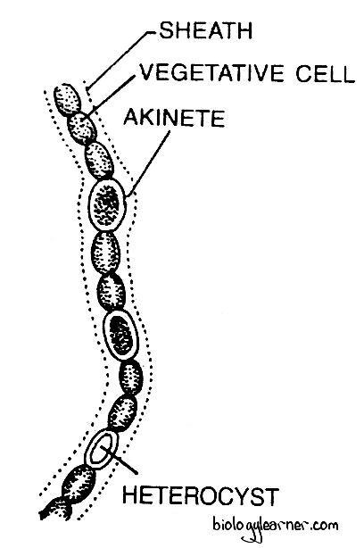 Nostoc: Features, Occurrence, Structure, Reproduction