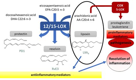 Overview Of The 12 15 Lipoxygenase 12 15 LOX Pathway Highlighting